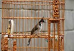 Images-2